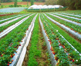 Kookaberry Strawberry Farm - Accommodation BNB 0