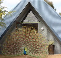 Halls Gap Zoo - Accommodation BNB