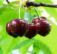Red Hill Cherry Farm - Accommodation BNB