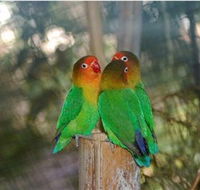 Ballarat Bird World - Accommodation BNB