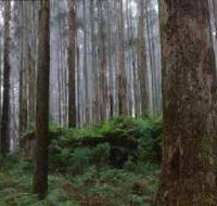Kinglake National Park - Accommodation BNB