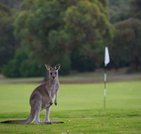 Anglesea Golf Club - Accommodation BNB