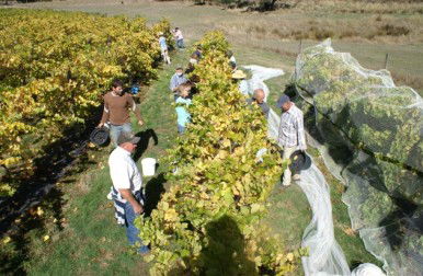 Blakes Estate Winery - Accommodation BNB 0