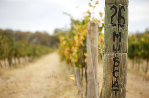 Stanton And Killeen Wines - Accommodation BNB 0