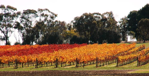 Stanton And Killeen Wines - Accommodation BNB 2