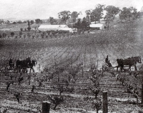 Stanton And Killeen Wines - Accommodation BNB 10