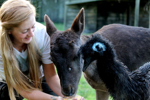 Great Ocean Road Wildlife Park - Accommodation BNB 2