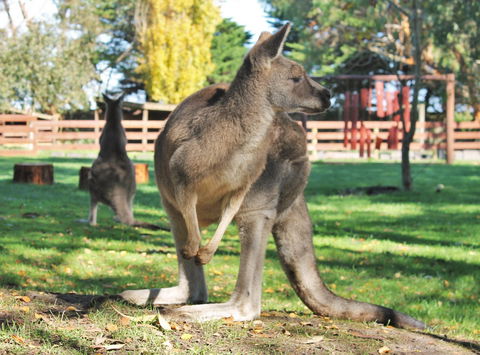 Great Ocean Road Wildlife Park - Accommodation BNB 4