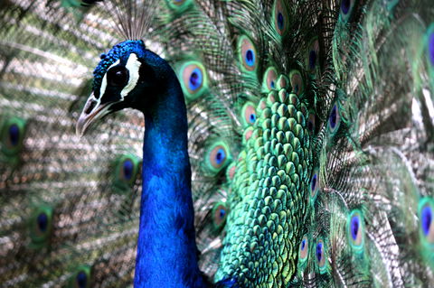 Great Ocean Road Wildlife Park - Accommodation BNB 5