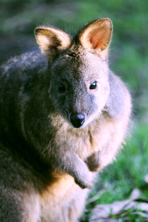 Great Ocean Road Wildlife Park - Accommodation BNB 6