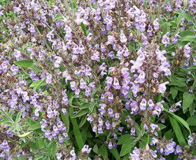 Otway Herbs - Accommodation BNB 0