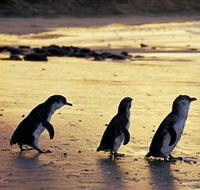 Phillip Island Nature Park - Accommodation BNB