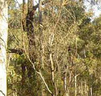 Warby-Ovens National Park - Accommodation BNB