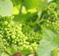 Waratah Hills Vineyard - Accommodation BNB