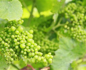 Waratah Hills Vineyard - Accommodation BNB 0