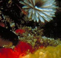Point Cooke Marine Sanctuary - Accommodation BNB