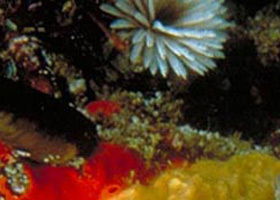 Point Cooke Marine Sanctuary - Accommodation BNB 0