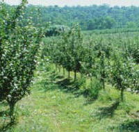 Pettys Orchard - Accommodation BNB