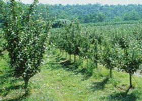 Pettys Orchard - Accommodation BNB 0