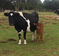 Animal Land Children's Farm - Accommodation BNB