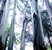 Dandenong Ranges National Park - Accommodation BNB
