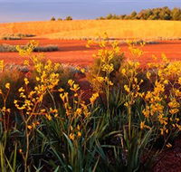 Royal Botanic Gardens Victoria Cranbourne - Accommodation BNB
