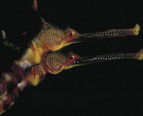 Eagle Rock Marine Sanctuary - Accommodation BNB 0