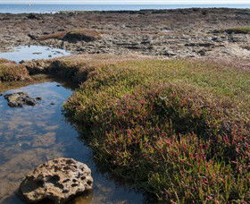 Ricketts Point Marine Sanctuary - Accommodation BNB 0