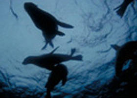 The Arches Marine Sanctuary - Accommodation BNB 0