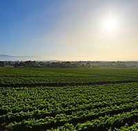 GREENSTONE VINEYARDS - Accommodation BNB
