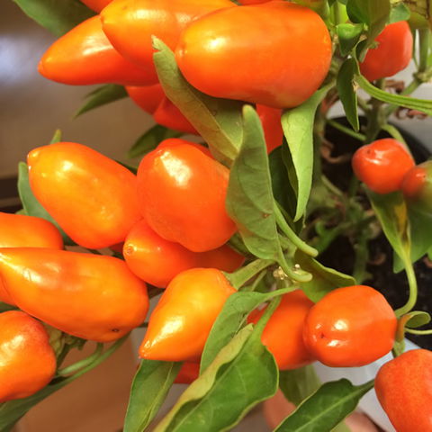 Main Street Market Mornington - Accommodation BNB 6