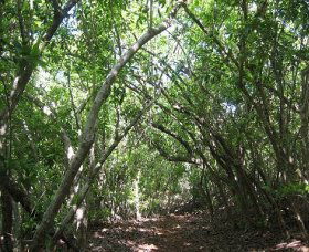 Eucalypt Trail - Accommodation BNB 0