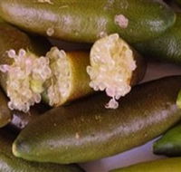 Sandy Creek Olives and Finger Limes - Accommodation BNB