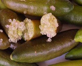 Sandy Creek Olives And Finger Limes - Accommodation BNB 0