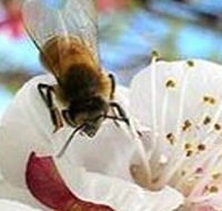Clayridge Honey - Accommodation BNB