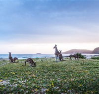 Pebbly Beach - Accommodation BNB
