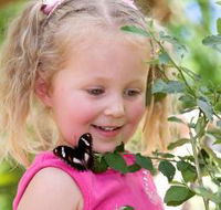 Coffs Harbour Butterfly House - Accommodation BNB