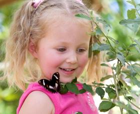 Coffs Harbour Butterfly House - Accommodation BNB 0