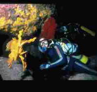 Solitary Islands Marine Park - Accommodation BNB