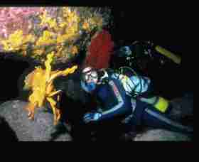Solitary Islands Marine Park - Accommodation BNB 0
