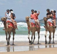 Camel Rides with Coffs Coast Camels - Accommodation BNB