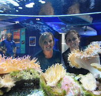Solitary Islands Aquarium - Accommodation BNB