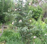 Tombstone Estate Vineyard - Accommodation BNB