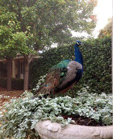 Krinklewood Vineyard - Accommodation BNB 3