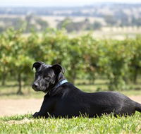 Moothi Estate Vineyard and Cellar Door - Accommodation BNB