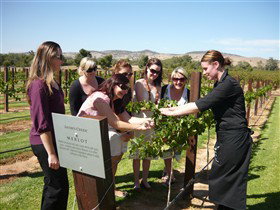 Jacob's Creek Vineyard Tour - Accommodation BNB 2