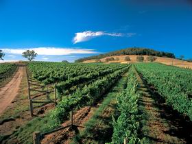 Thorn-Clarke Wines - Accommodation BNB 1