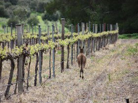 Bundaleer Wines - Accommodation BNB 1