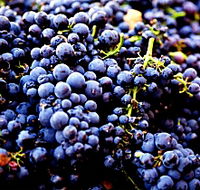 Nandroya Vineyard - Accommodation BNB