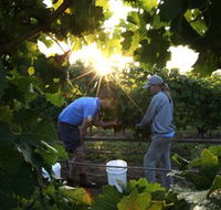 Oakdene Vineyards Restaurant and Cellar Door - Accommodation BNB